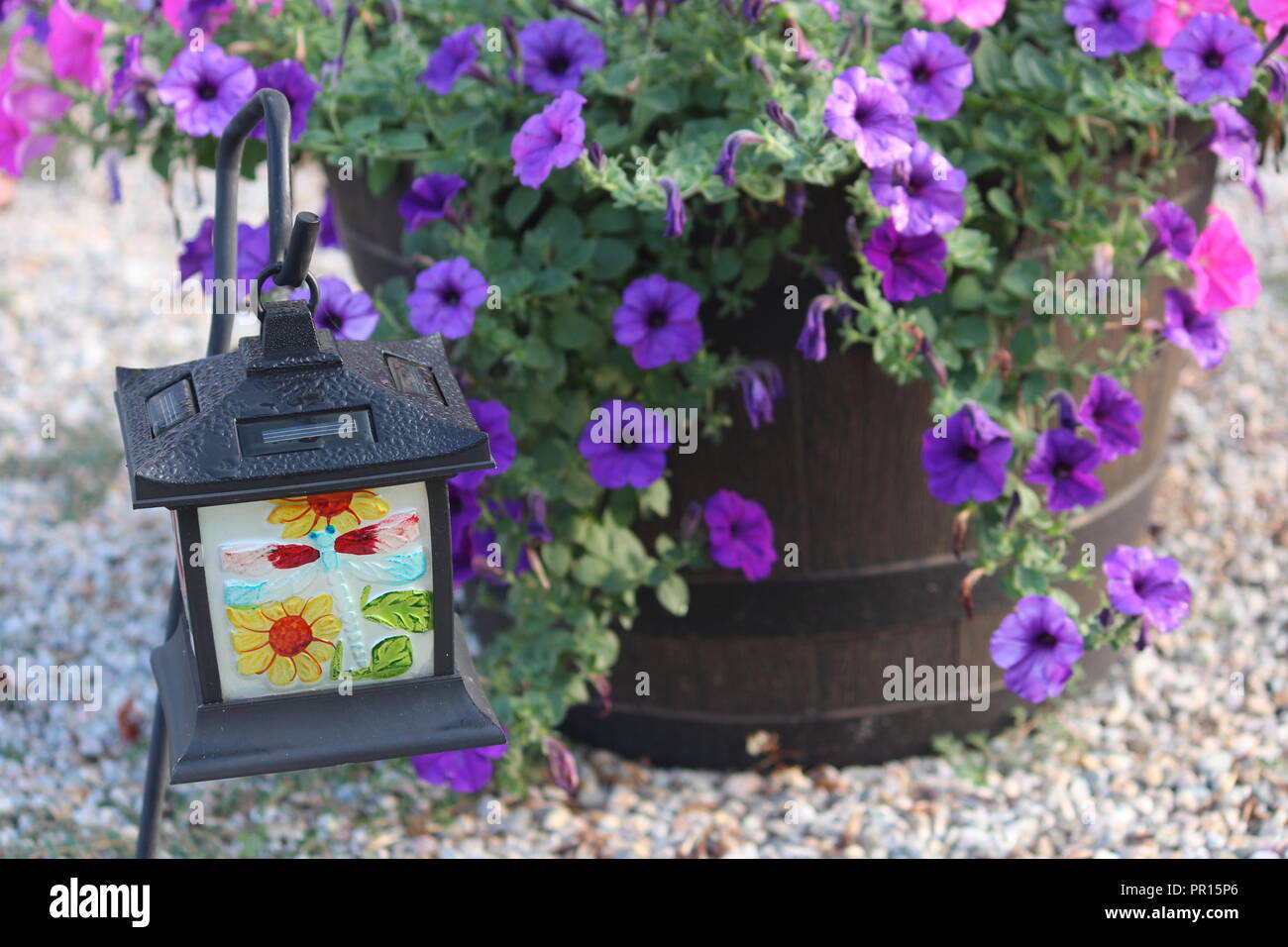 Million Bells Blumen in ein Fass mit einer Gartenlaterne Stockfoto