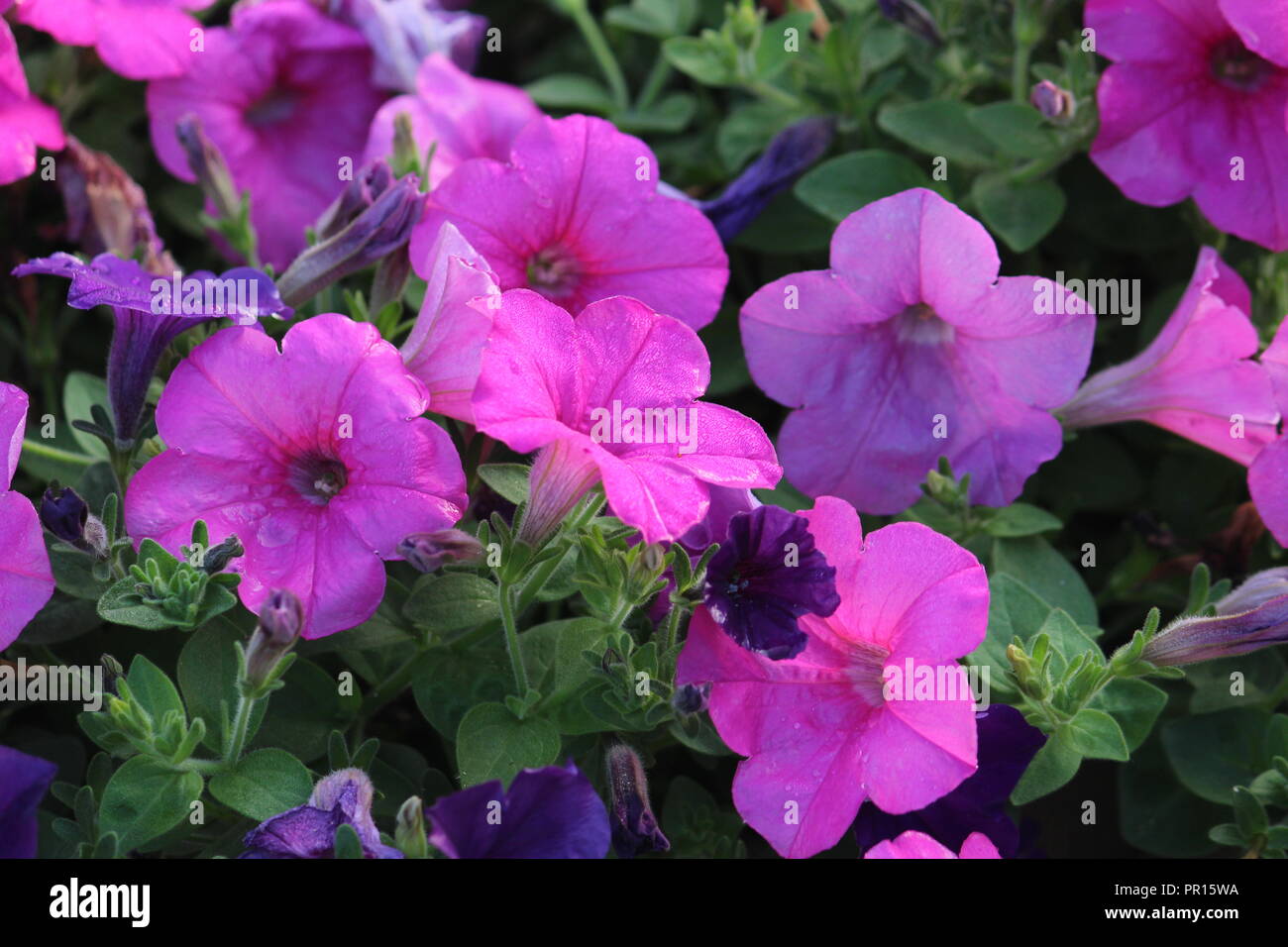 Rosa Millionen Glocken Blumen Stockfoto