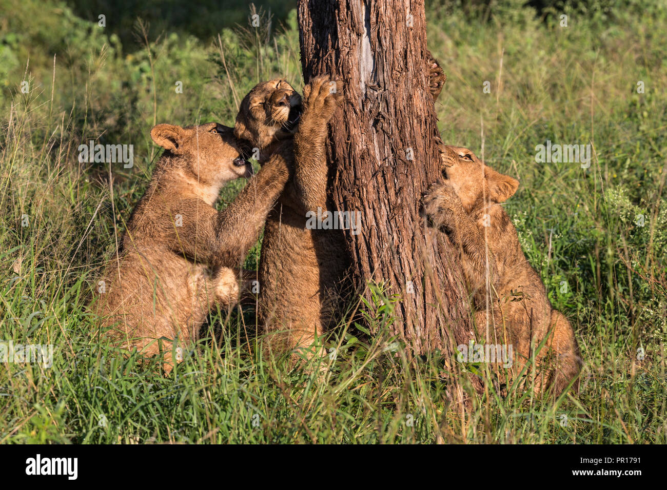 Löwe (Panthera leo) Jungen kauen Rinde, Zimanga Private Game Reserve, KwaZulu-Natal, Südafrika, Afrika Stockfoto