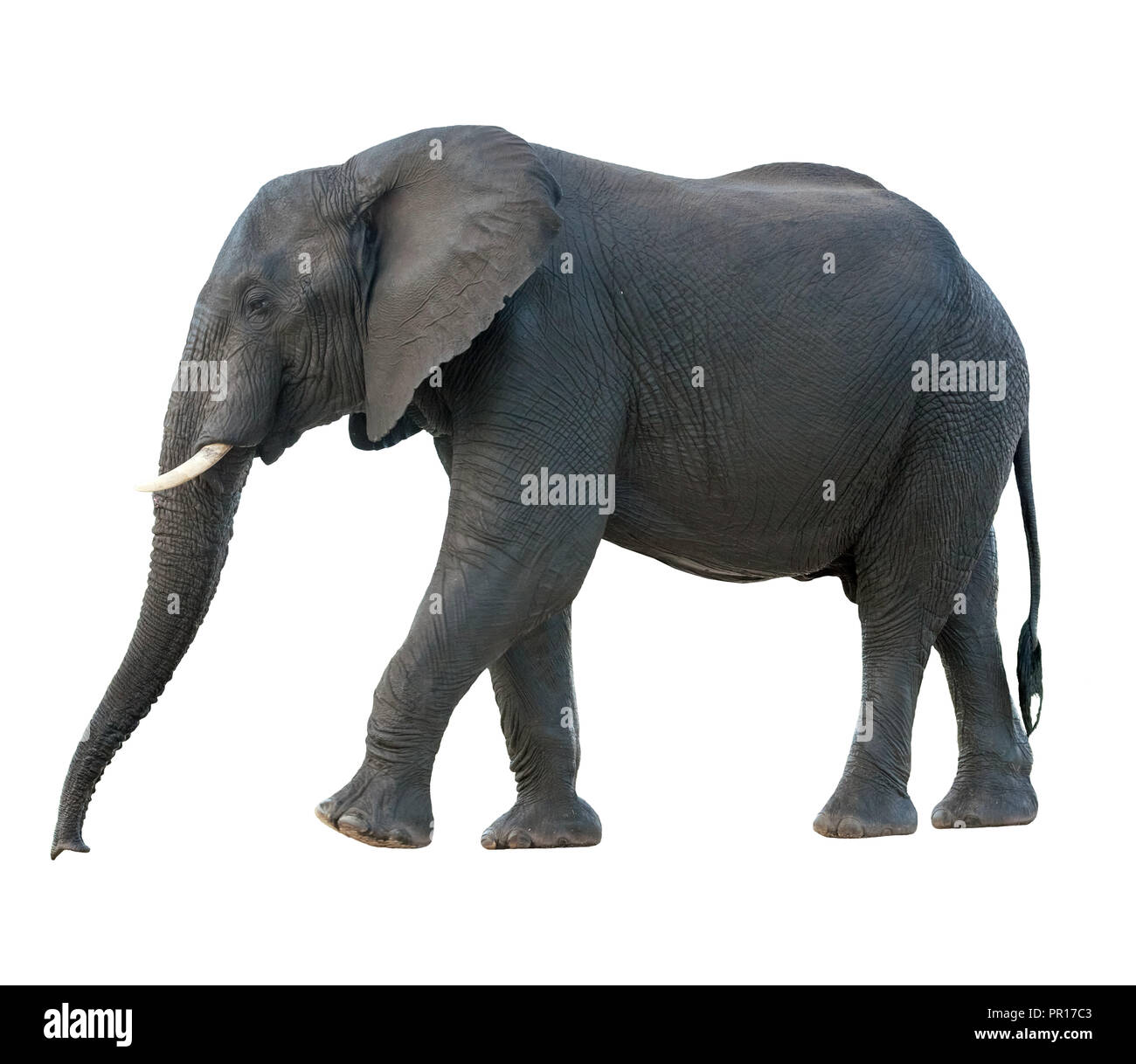 Seitenansicht eines männlichen nass Afrikanischer Elefant (Loxodonta africana) zu Fuß Stockfoto
