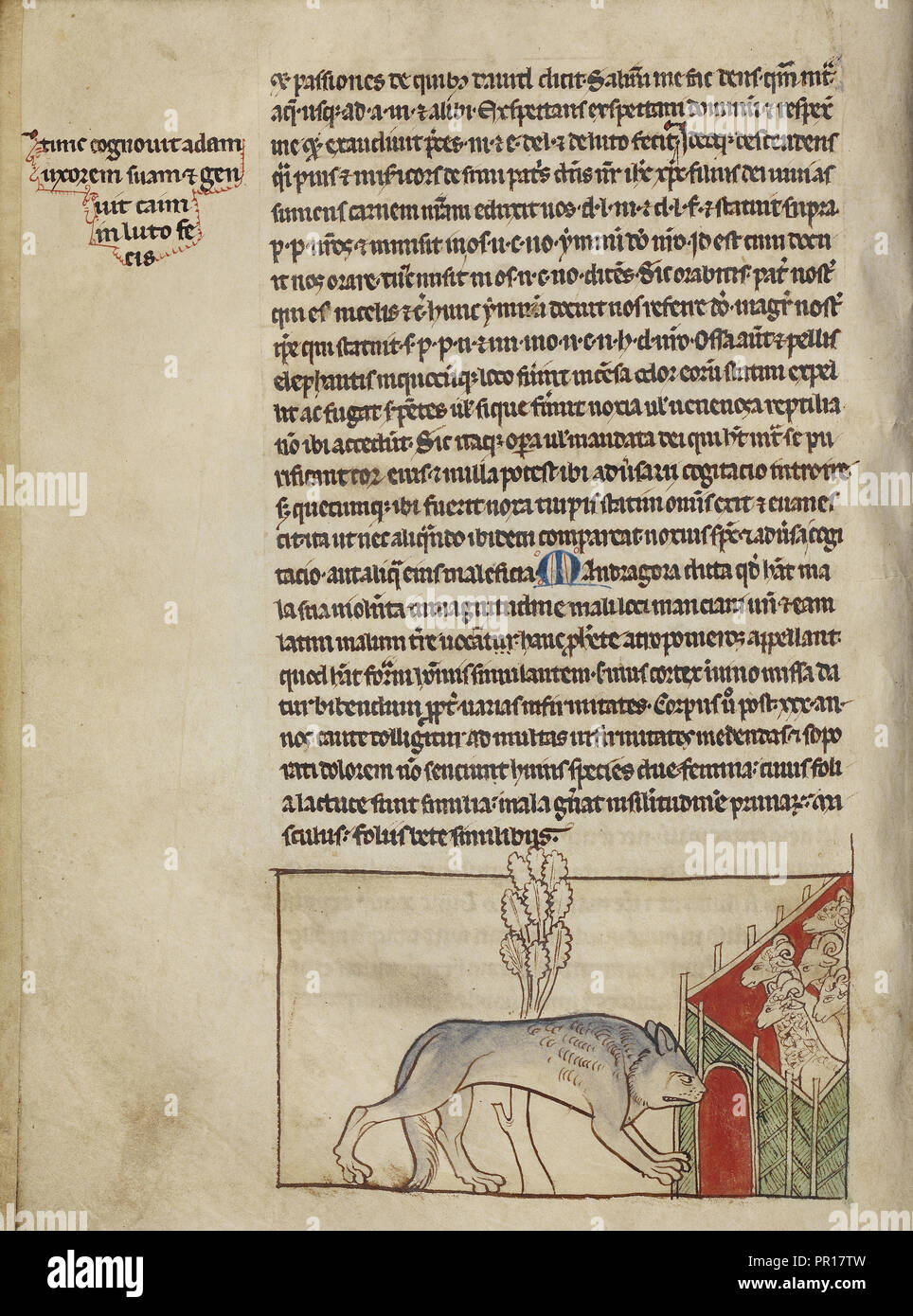 Ein Wolf; England; ca. 1250 - 1260; Federzeichnungen getönt, mit Farbe und transluzente wäscht auf Pergament; Blatt Stockfoto