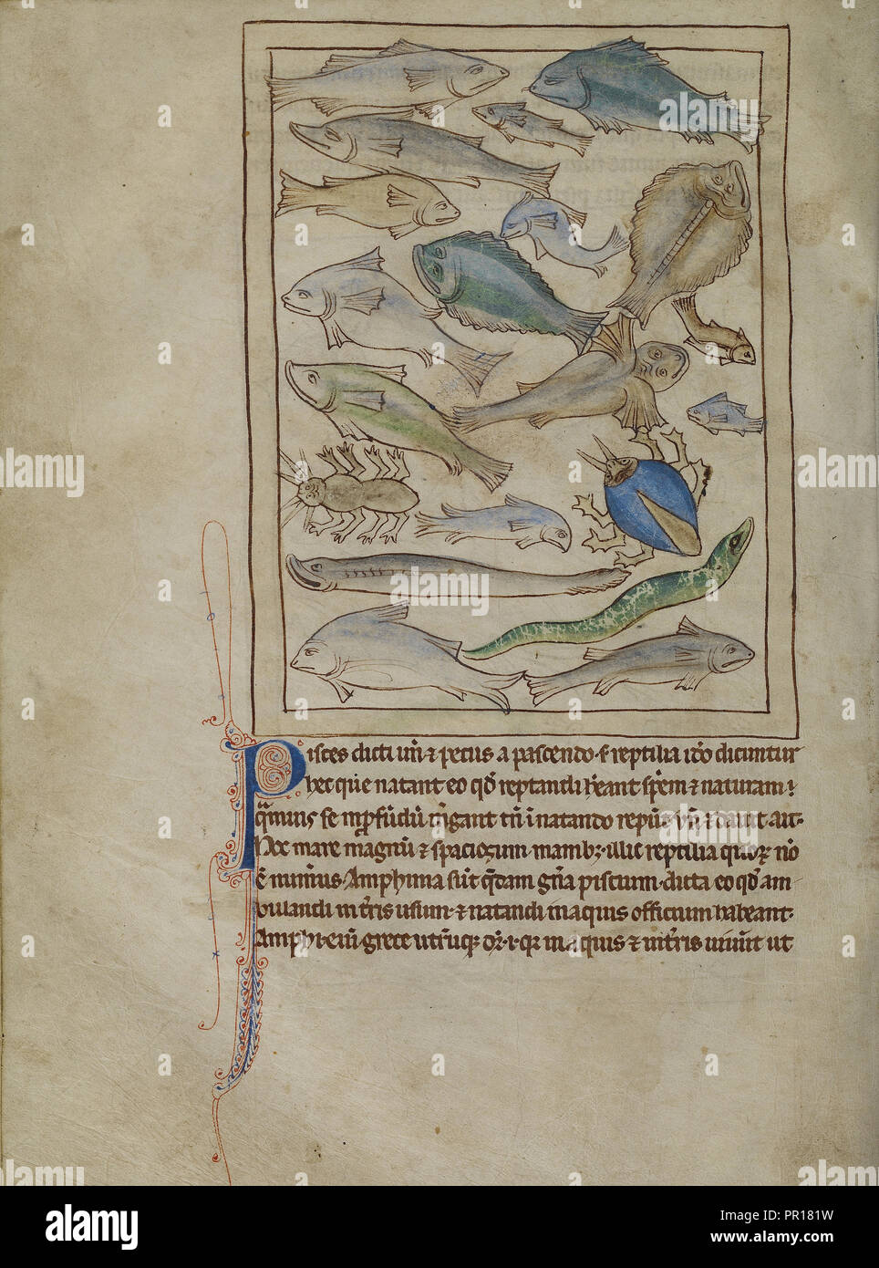 Fisch und Seeungeheuer; England; ca. 1250 - 1260; Federzeichnungen getönt, mit Farbe und transluzente wäscht Stockfoto