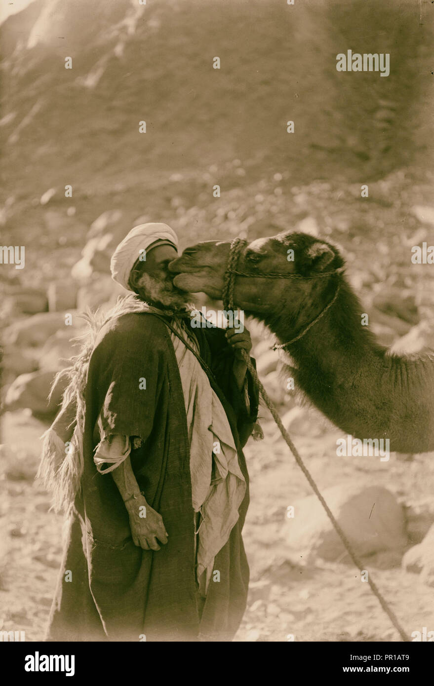 Zum Sinai, über das Rote Meer, Tor, und Wady Hebran. Kamel Liebe; Beduinen und Kamelen. 1900, Ägypten, Sinai Stockfoto