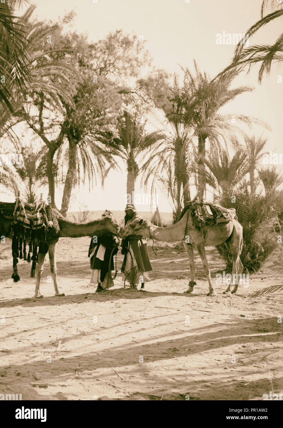 Zum Sinai, über das Rote Meer, Tor, und Wady Hebran. Kamele salutierte. 1900, Ägypten, Sinai Stockfoto