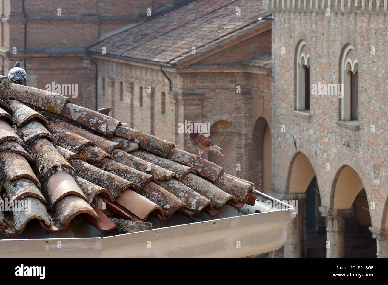 Italien. Tauben sind antike Sitzen auf einem Ziegeldach. Bertinoro, Forlì-Cesena, Emilia-Romagna, Italien. Tauben sind antike Sitzen auf einem Ziegeldach. Stockfoto