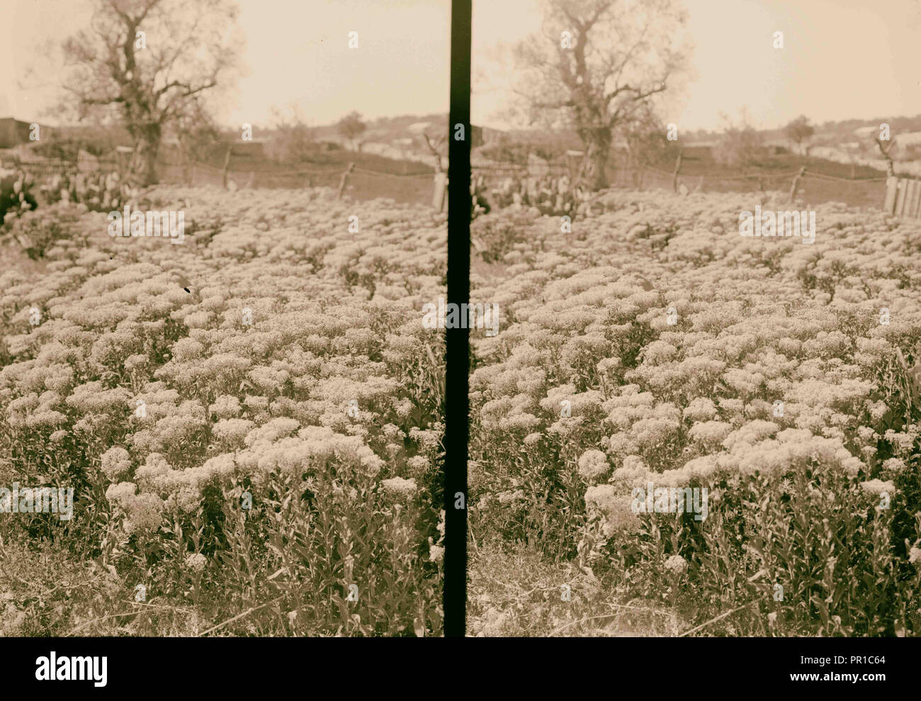 Wilde Blumen in Palästina. Bereich der wilden peppergrass chalepense (Lepidium L.). 1900 Stockfoto