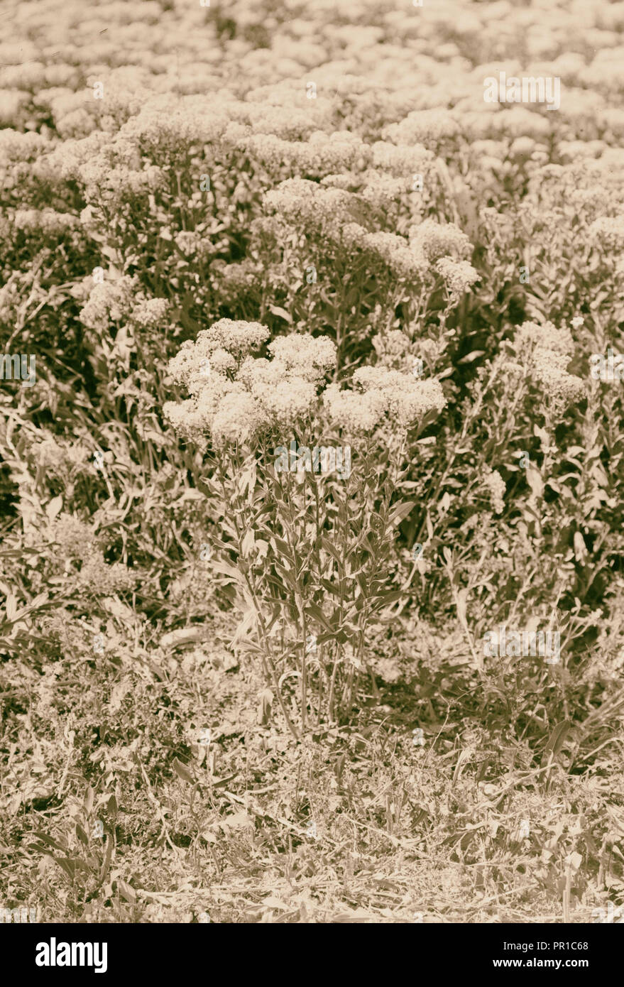 Wilde Blumen in Palästina. Wild peppergrass chalepense (L. L.). 1900 Stockfoto
