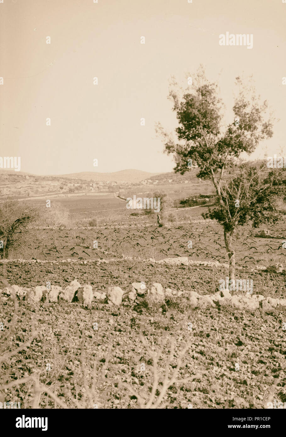 Bäume und Sträucher Weinberg im Winter. (Vitis Vinifera L.). 1900, West Bank, Hebron Stockfoto