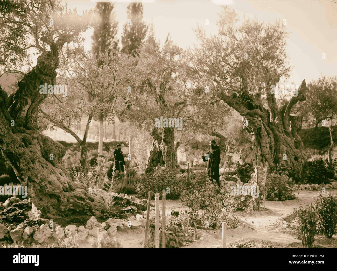 lberg Gethsemane und die Olivenbume von Gethsemane. "In den Wald, mein  Meister". 1920, Jerusalem, Israel Stockfotografie - Alamy