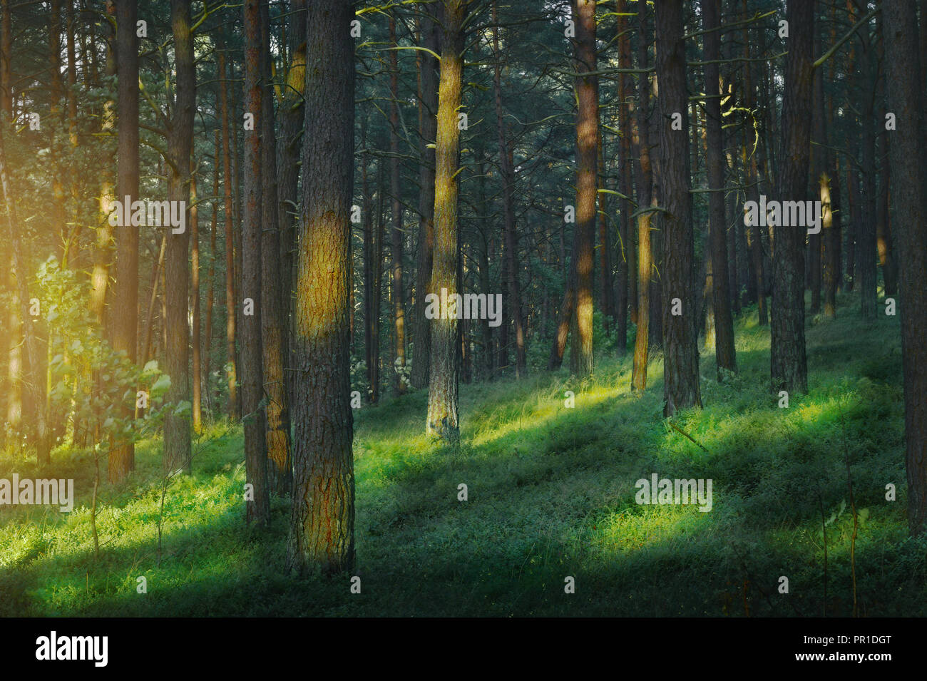 Dunkel und Moody, magisch, Märchen Pinienwald. Geheimnisvolle Pinienwald in der Abenddämmerung. Pommern, Polen. Stockfoto