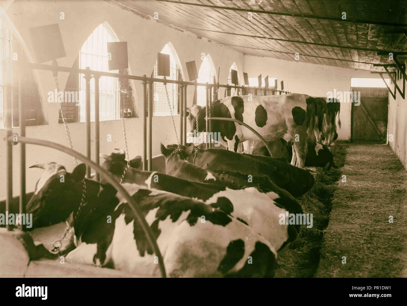 Nahalal. Landwirtschaftliche Schule für Mädchen. Kuh-Schuppen. Importierte Holstein Vieh. 1920, Israel, Nahalal Stockfoto