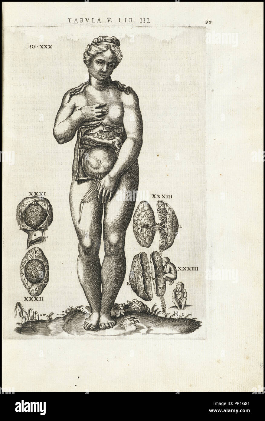 Weibliche Figur mit der reproduktiven Organe, Vivae imaginiert partivm corporis hvmani aereis Die expressae, Vesalius, Andreas, 1514 Stockfoto