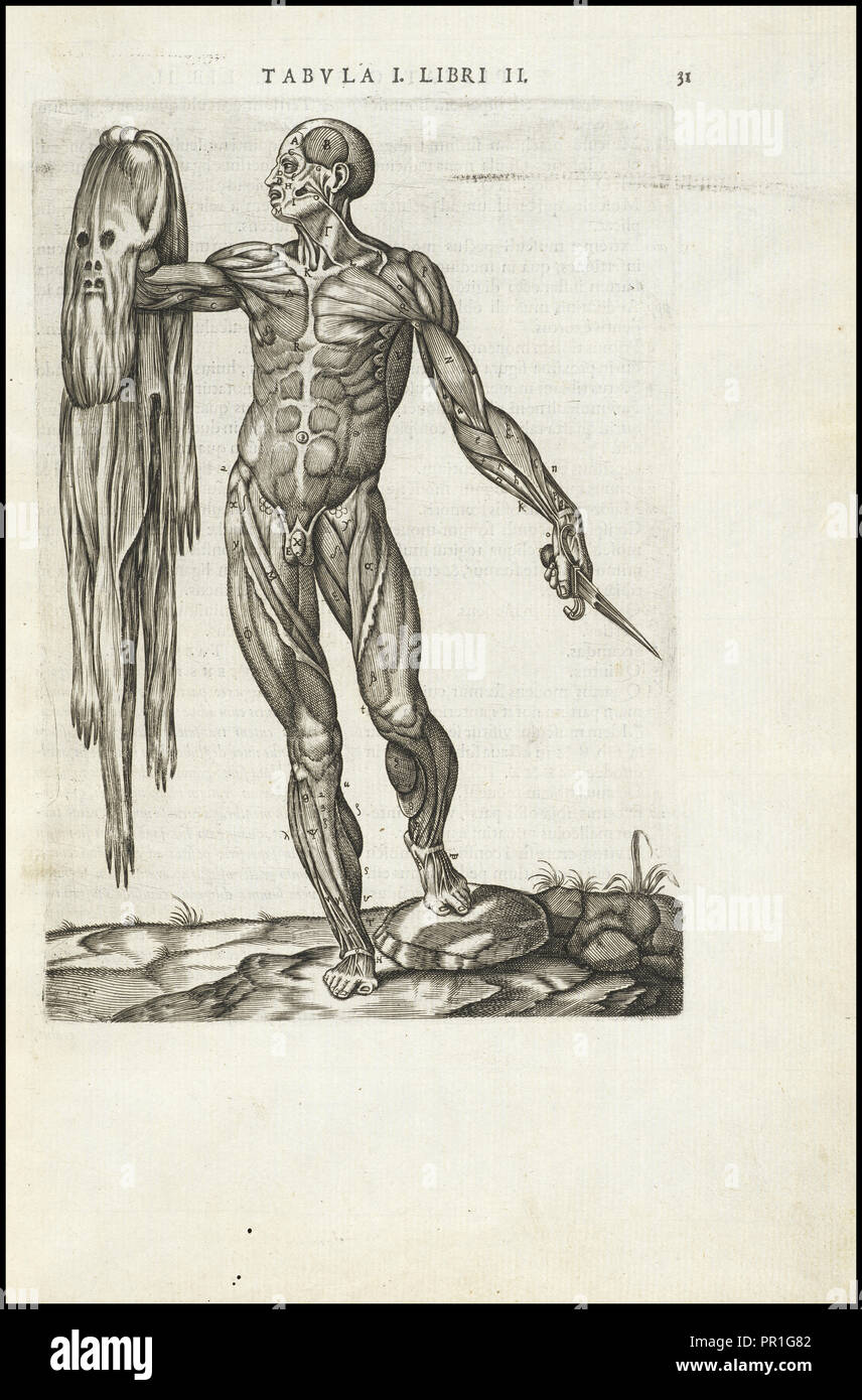 Männliche Figur mit Haut entfernt, Vivae imaginiert partivm corporis hvmani aereis Die expressae, Vesalius, Andreas, 1514-1564 Stockfoto