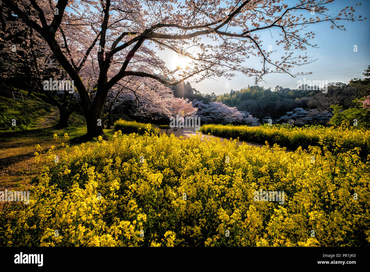 Reisen Cherry Blossom Flower Park in Hamamatsu, Shizuoka, Japan Stockfoto