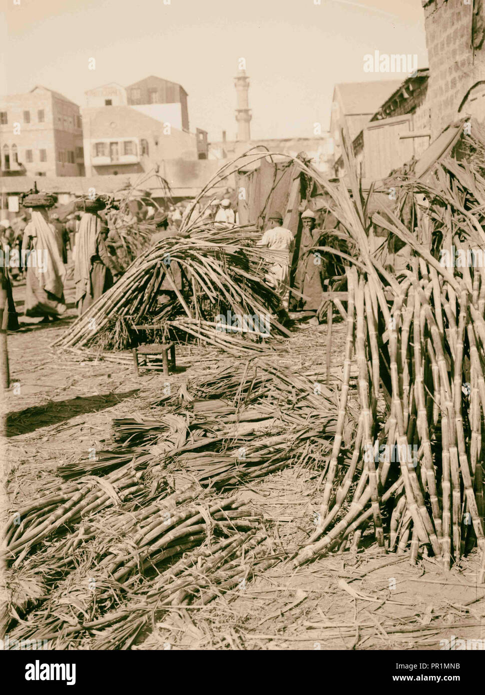 Wirtschaftliche Pflanzen. Zuckerrohr (Saccharum officinarum L.), Polizei in der Nähe von Zeichen auf Strand, Jaffa?, Israel 1900, Naher Osten Stockfoto