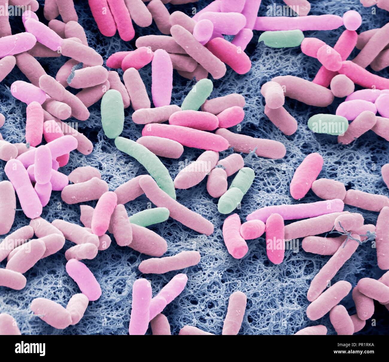 E coli bakterien im menschlichen darm -Fotos -Bildmaterial in hoher Auflösung – Alamy