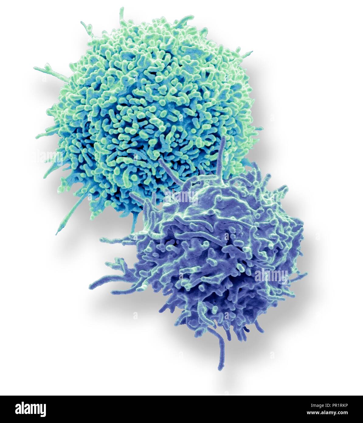 Ruhende T-Lymphozyten. Farbige Scanning Electron Micrograph (SEM) Der ruhende T-Lymphozyten aus menschlichem Blut Probe. T-Lymphozyten, T-Zellen gehören zu den weißen Blutkörperchen und Komponenten des Immunsystems des Körpers. Sie reifen im Thymus. T-Lymphozyten erkennen einen bestimmten Standort auf der Oberfläche von Krankheitserregern oder Fremdkörper (Antigene), bind, und aktiviert werden Antikörper oder Zellen zu produzieren, das Antigen zu beseitigen. Muster mit freundlicher Genehmigung von Professor Greg Türme, University College London, UK. Vergrößerung: x7000 bei 10 Zentimeter Breite gedruckt. Stockfoto