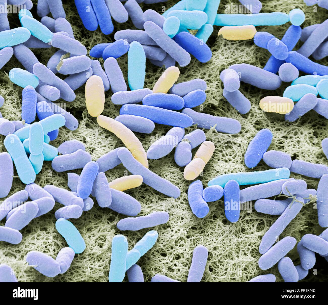 Legitimationsoplysninger Afspejling Initiativ E coli bakterien im menschlichen darm -Fotos und -Bildmaterial in hoher  Auflösung – Alamy
