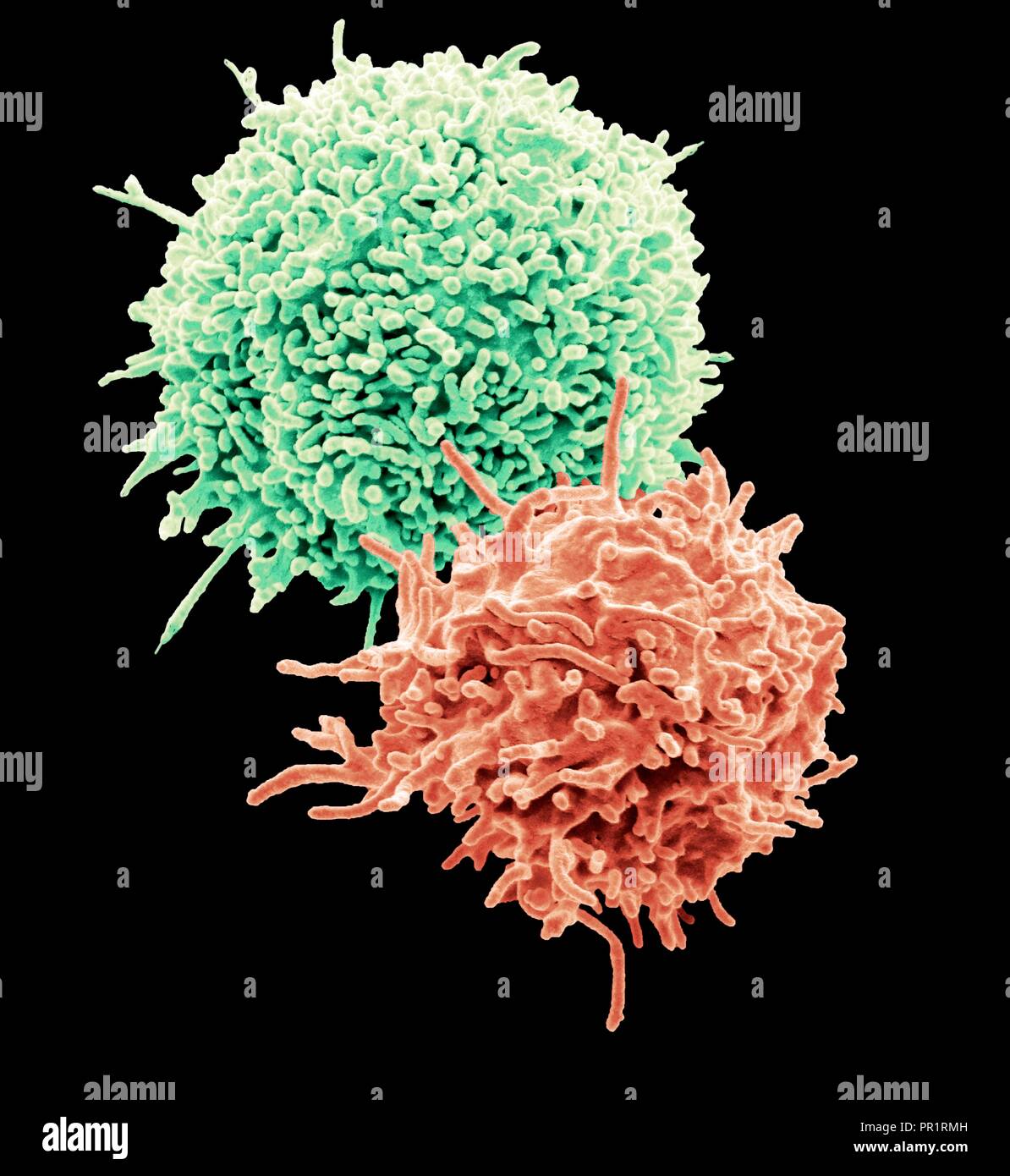 Ruhende T-Lymphozyten. Farbige Scanning Electron Micrograph (SEM) Der ruhende T-Lymphozyten aus menschlichem Blut Probe. T-Lymphozyten, T-Zellen gehören zu den weißen Blutkörperchen und Komponenten des Immunsystems des Körpers. Sie reifen im Thymus. T-Lymphozyten erkennen einen bestimmten Standort auf der Oberfläche von Krankheitserregern oder Fremdkörper (Antigene), bind, und aktiviert werden Antikörper oder Zellen zu produzieren, das Antigen zu beseitigen. Muster mit freundlicher Genehmigung von Professor Greg Türme, University College London, UK. Vergrößerung: x7000 bei 10 Zentimeter Breite gedruckt. Stockfoto