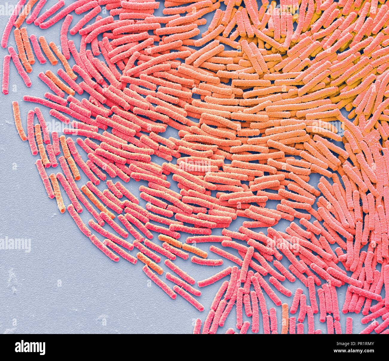 Bacillus megaterium Fotos und Bildmaterial in hoher Auflösung Alamy