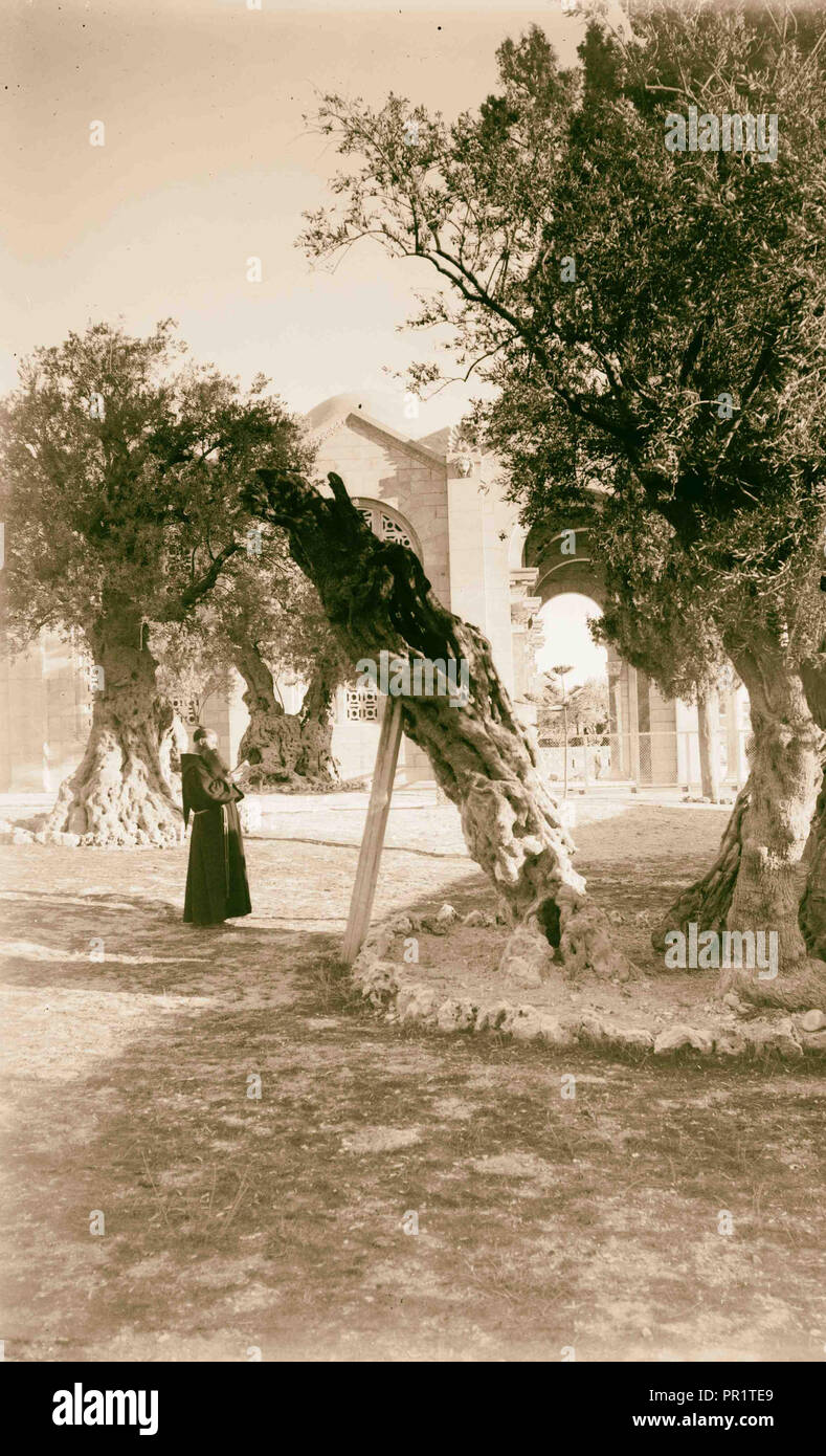 Garten Gethsemane, Jerusalem. 1898, Israel Stockfoto