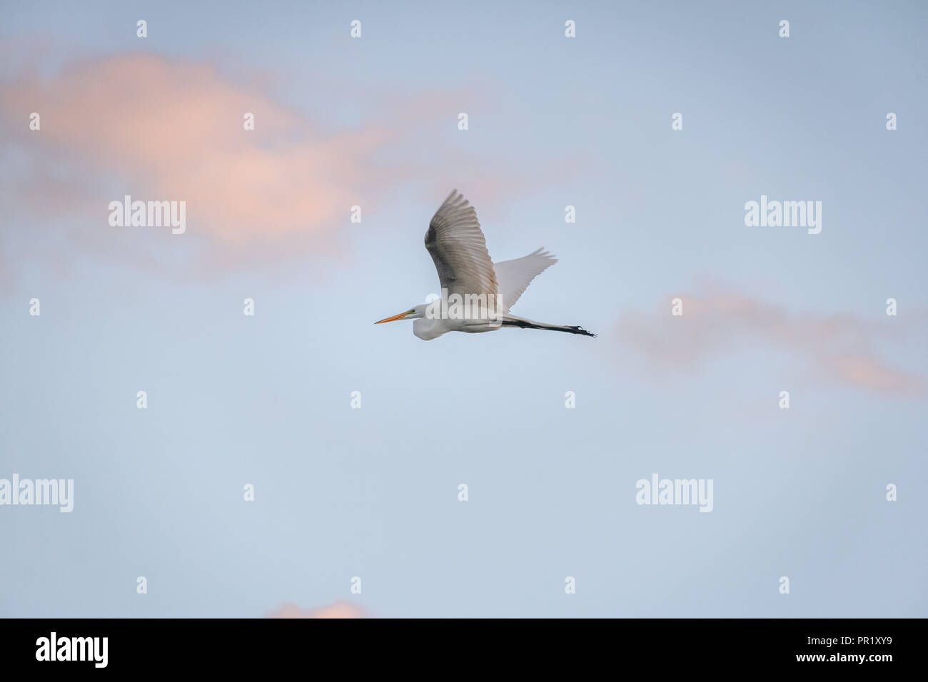 Silberreiher Fliegen - Brasilia, Distrito Federal, Brasilien Stockfoto
