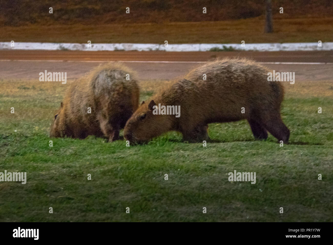 Wasserschwein - Brasilia, Distrito Federal, Brasilien Stockfoto