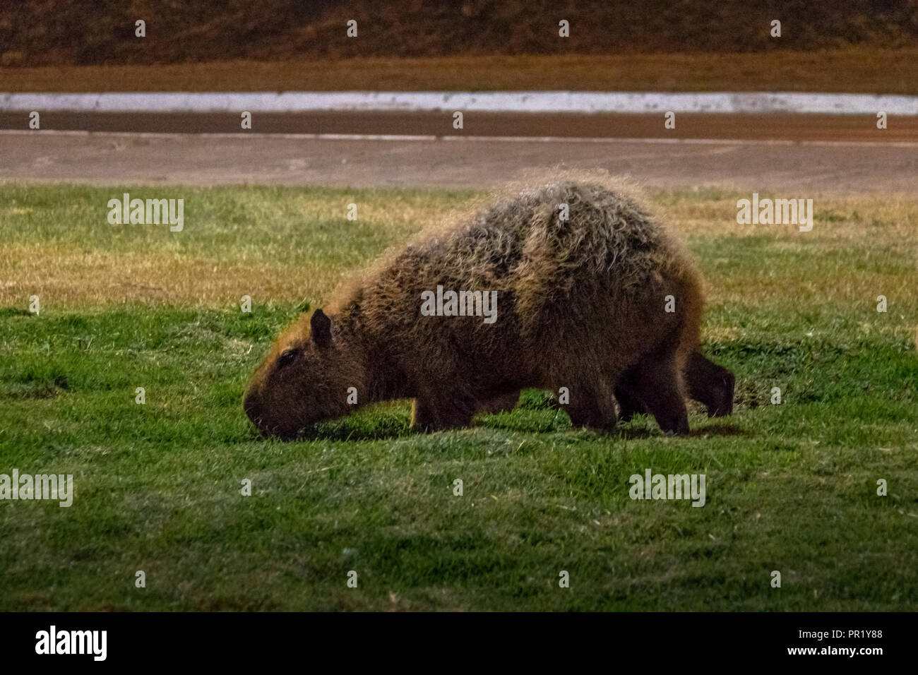 Wasserschwein - Brasilia, Distrito Federal, Brasilien Stockfoto