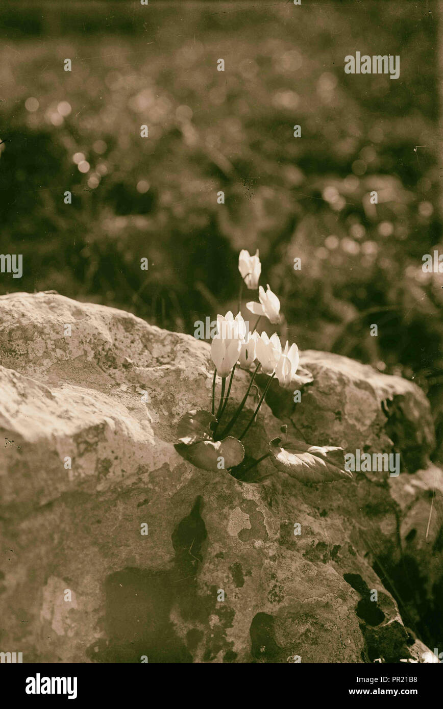 Wilde Blumen in Palästina. Cyclamen (C. latifolium Sibth. Et Sm). 1900 Stockfoto