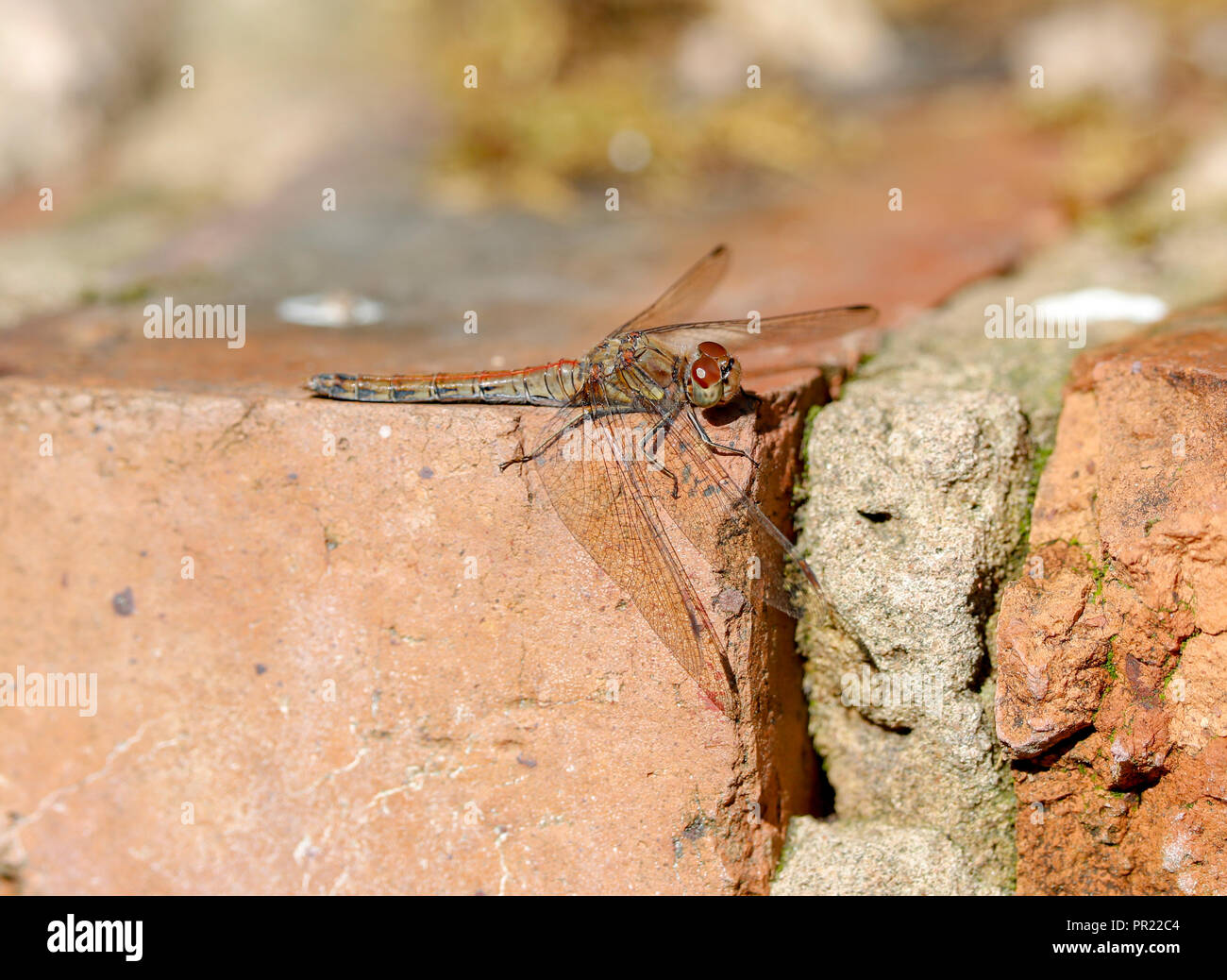 Gemeinsame Darter (Symetrum striolatum) Stockfoto