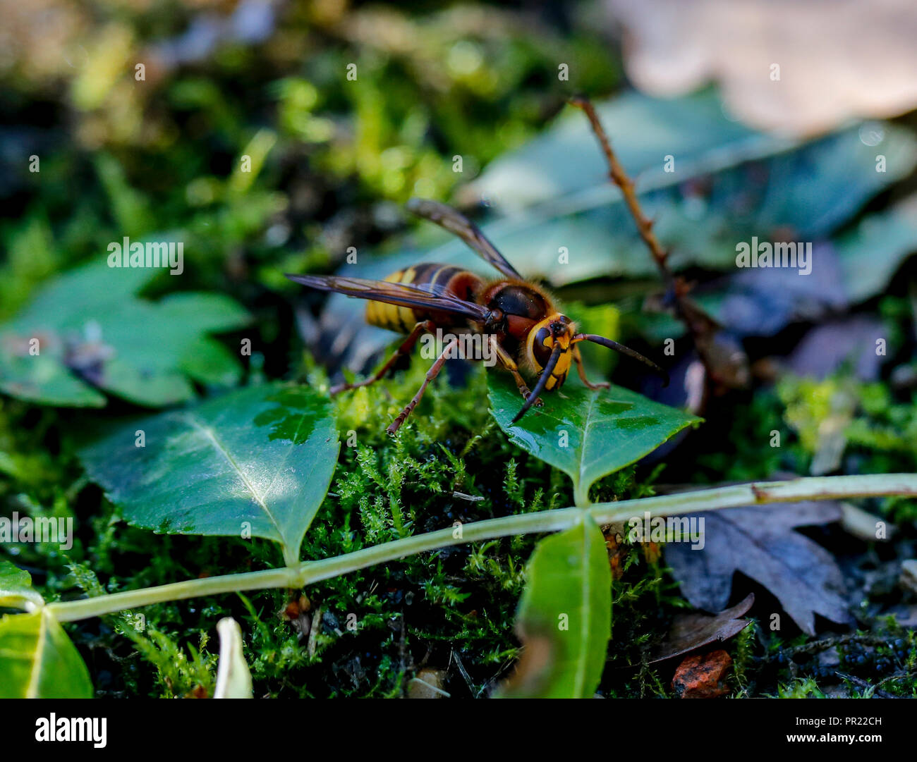 Europäische Hornisse (Vespa crabro) Stockfoto