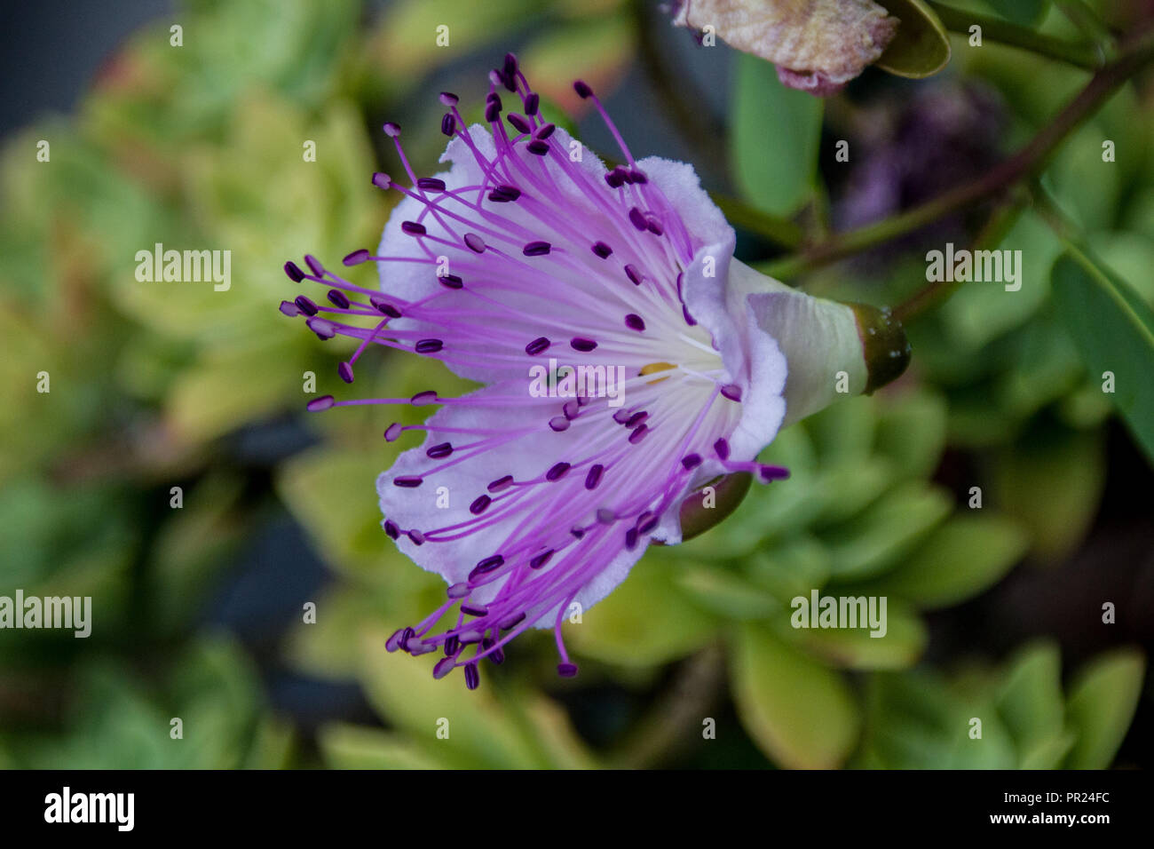 Der caper erzeugt schöne vergänglichen Blüten. Vor ein paar Jahren sammelte ich Samen der Kapriole in Rhodos. Als ich nach Hause kam habe ich Sie in eine jar säte. Stockfoto