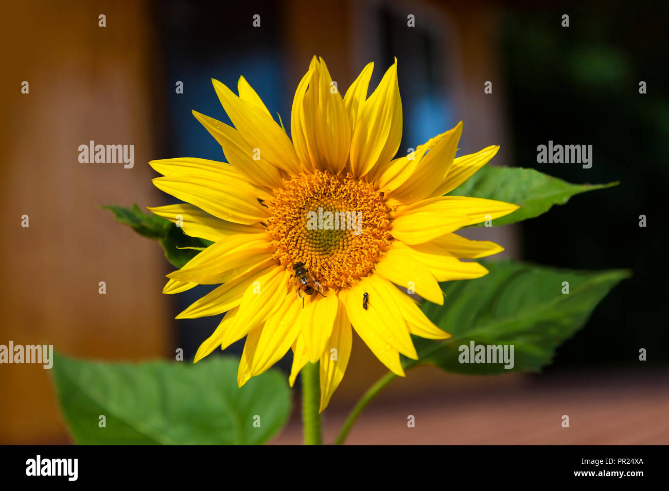 Sonnenblume gelbe Blume. Biene auf einer Blume. Stockfoto