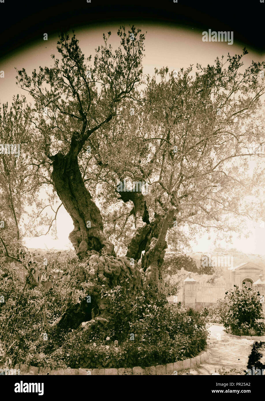lberg (Jebel Et-Tur) lteste Olivenbaum im Garten Gethsemane. 1898,  Jerusalem, Israel Stockfotografie - Alamy
