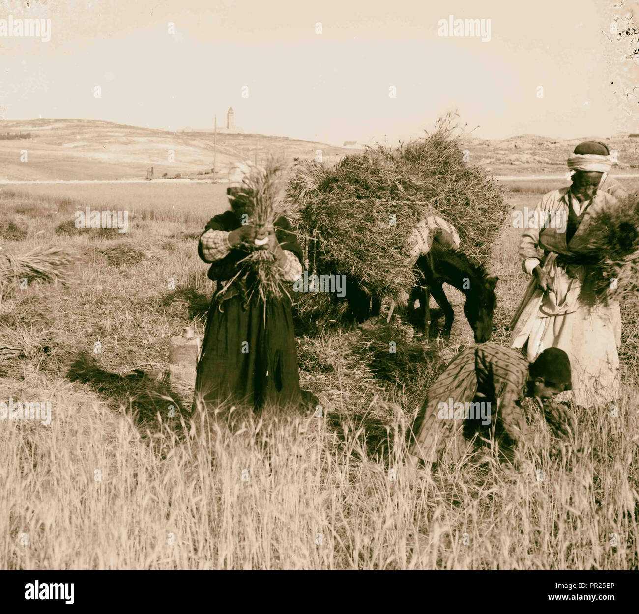 Kostüme, Charaktere und Zeremonien, Ernte. 1898, im Nahen Osten, Israel und/oder Palästina Stockfoto