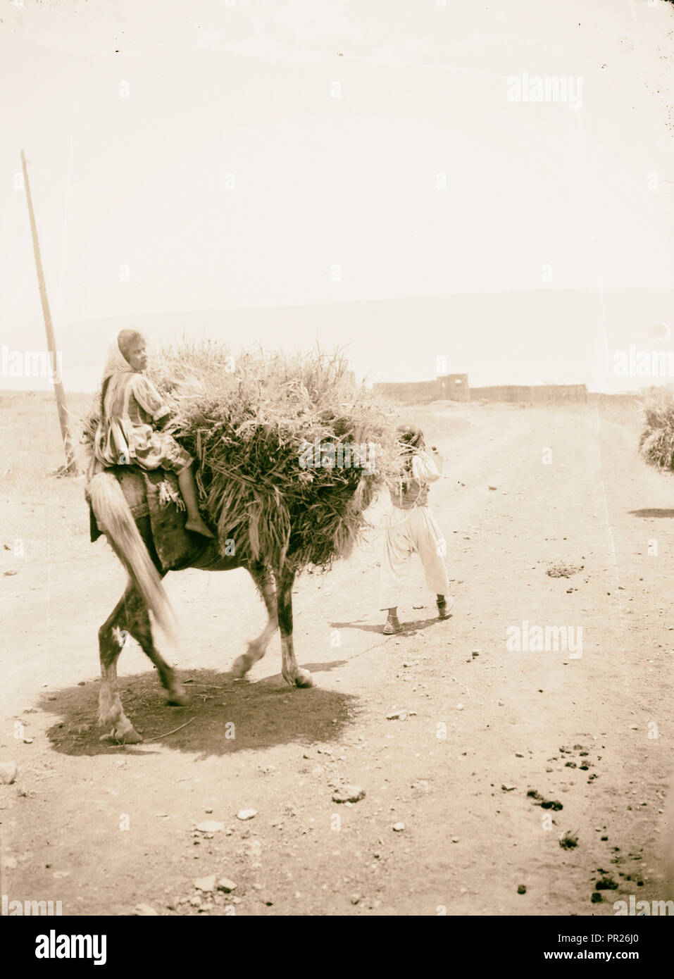 Mädchen ein Pferd reiten? Das ist auch ein Bündel von Vegetation. 1898, im Nahen Osten, Israel und/oder Palästina Stockfoto