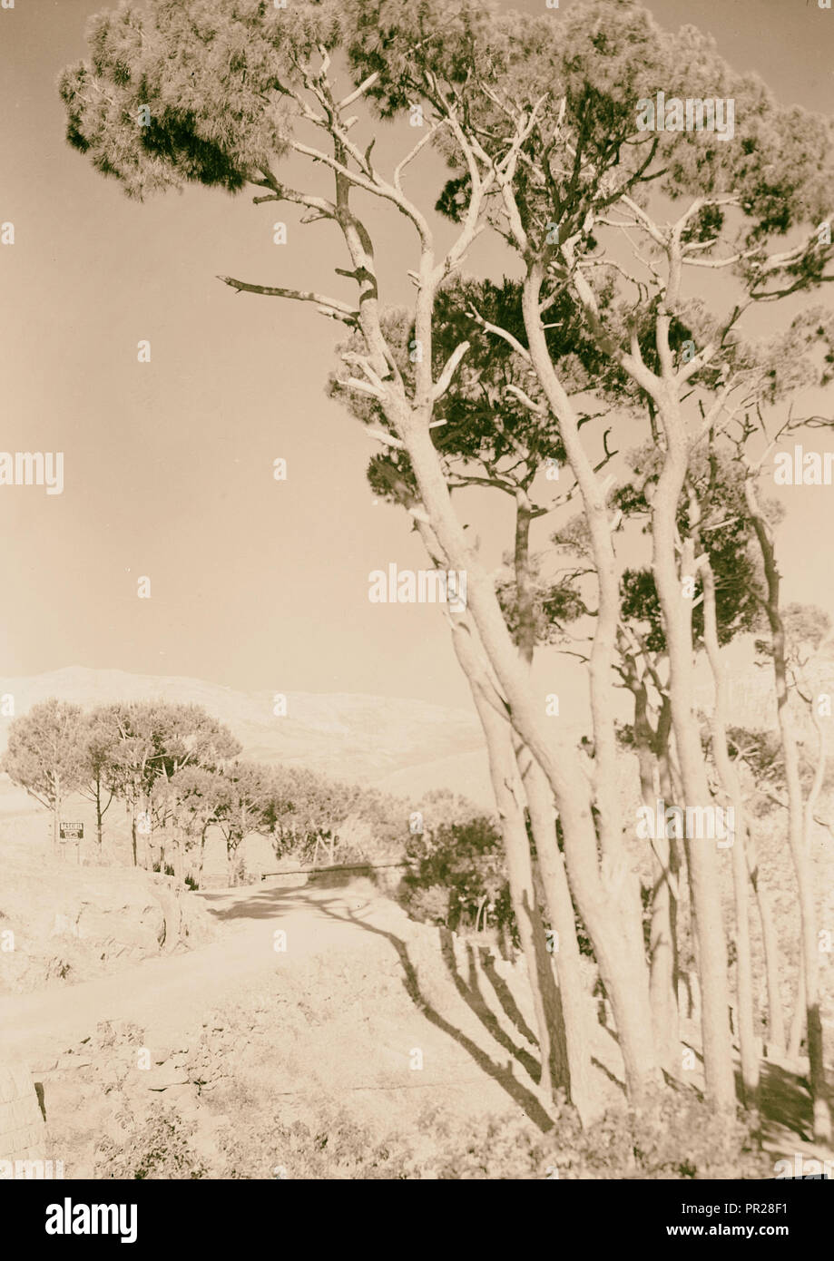 Jebel Sunnin & Beskinta Dorf. Die Straße am Eingang der Beskinta. 1945, Libanon, Biskintā Stockfoto