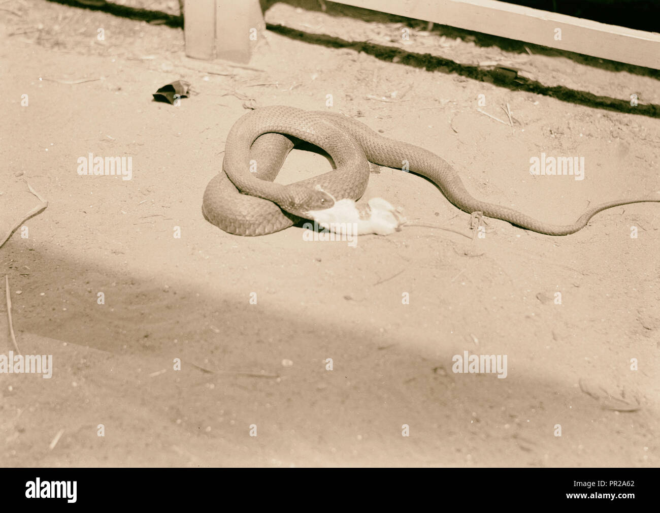Tel Aviv Zoo. Schlange beginnt die Ratte zu verschlingen. Die Beute wird in der Regel mit dem Kopf voran verschluckt. 1934, Israel, Tel Aviv Stockfoto
