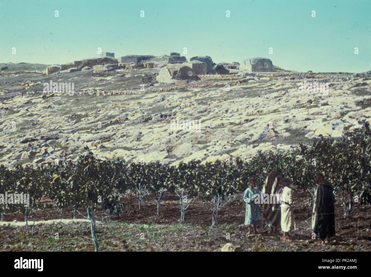 Bereich in der Nähe von Jerusalem. Michmas Dorf. Ich Sam. 135. 1950, West Bank, Michmas, Israel Stockfoto