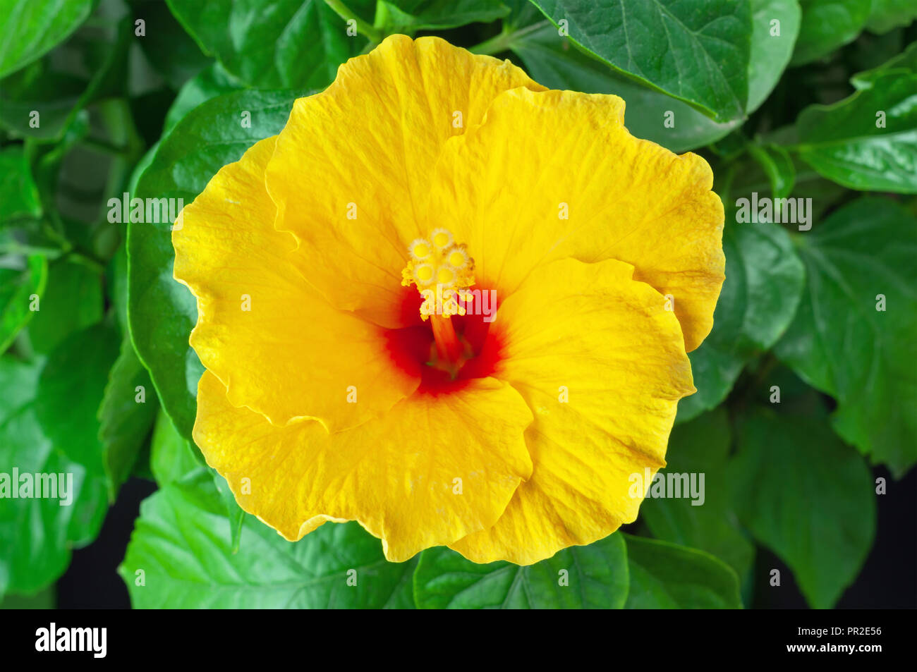 Yellow Hibiscus closeup Draufsicht Stockfoto