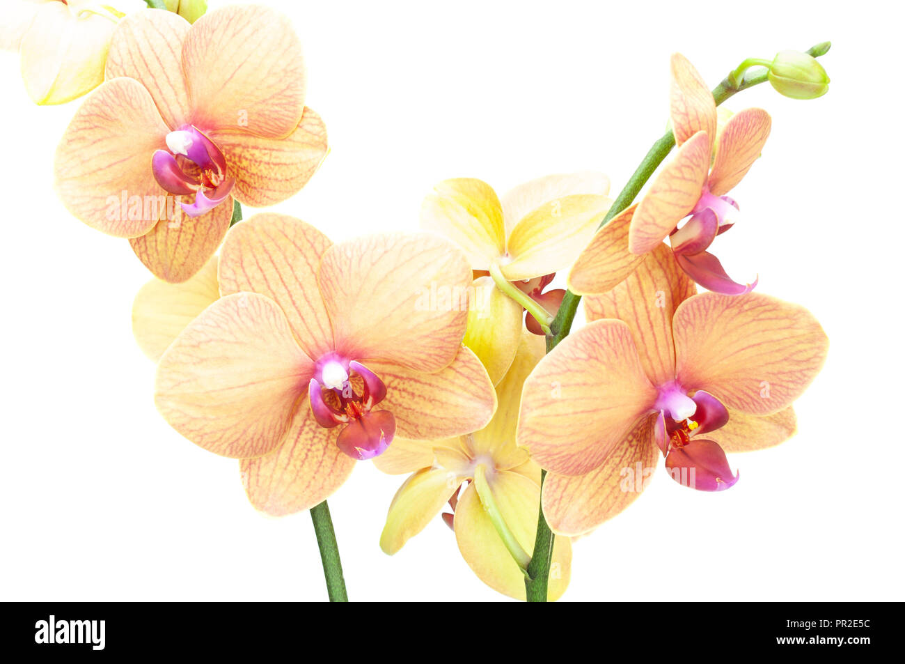 Orchid isoliert auf weißem Hintergrund Stockfoto