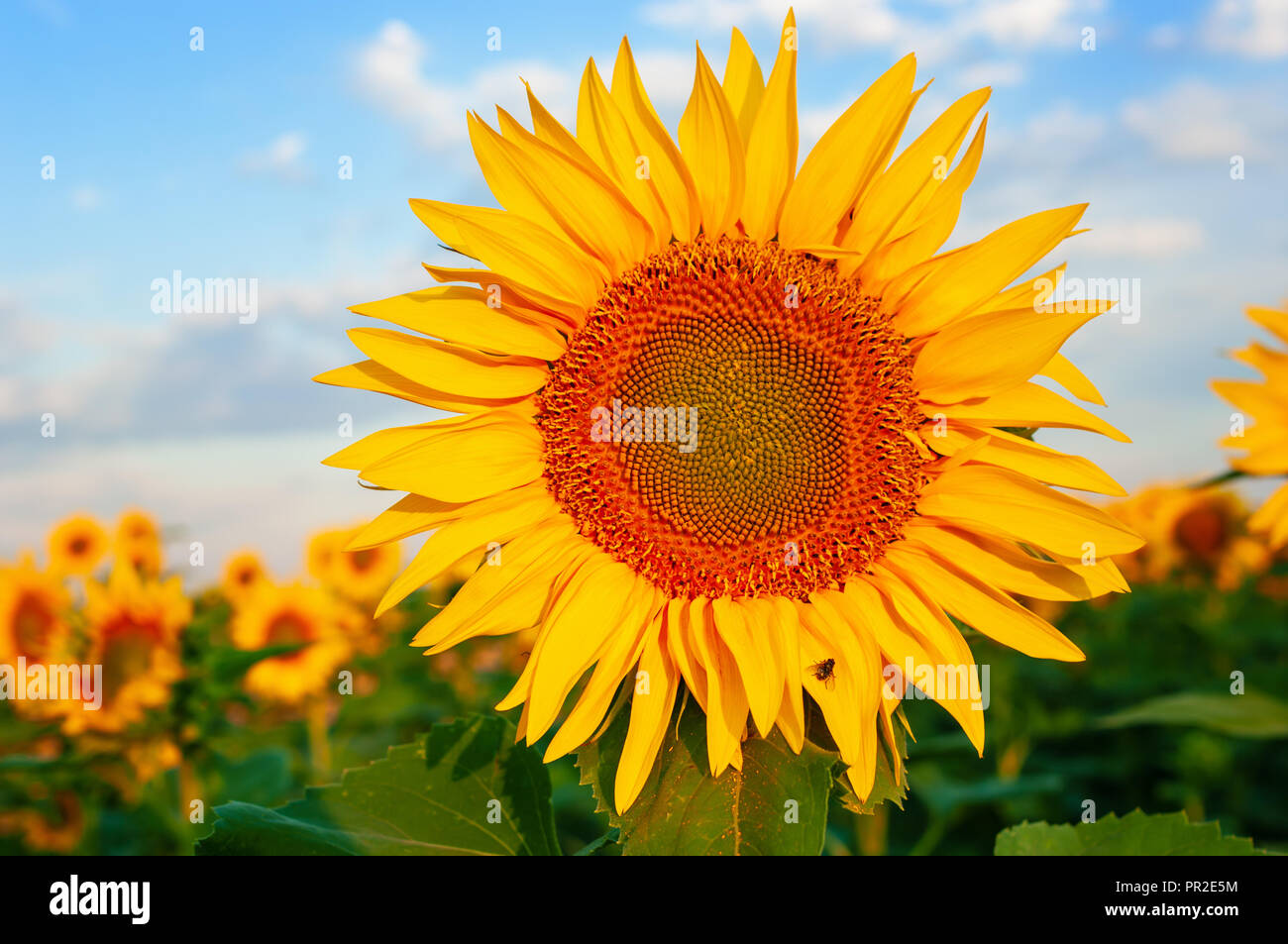 Blühenden Sonnenblumen Feld Stockfoto