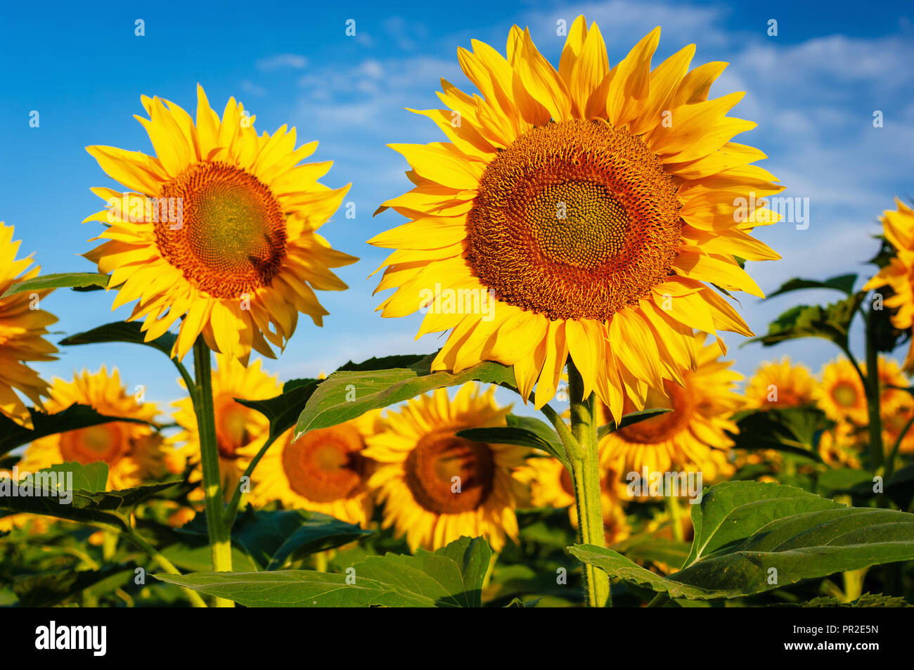 Blühenden Sonnenblumen Feld Stockfoto