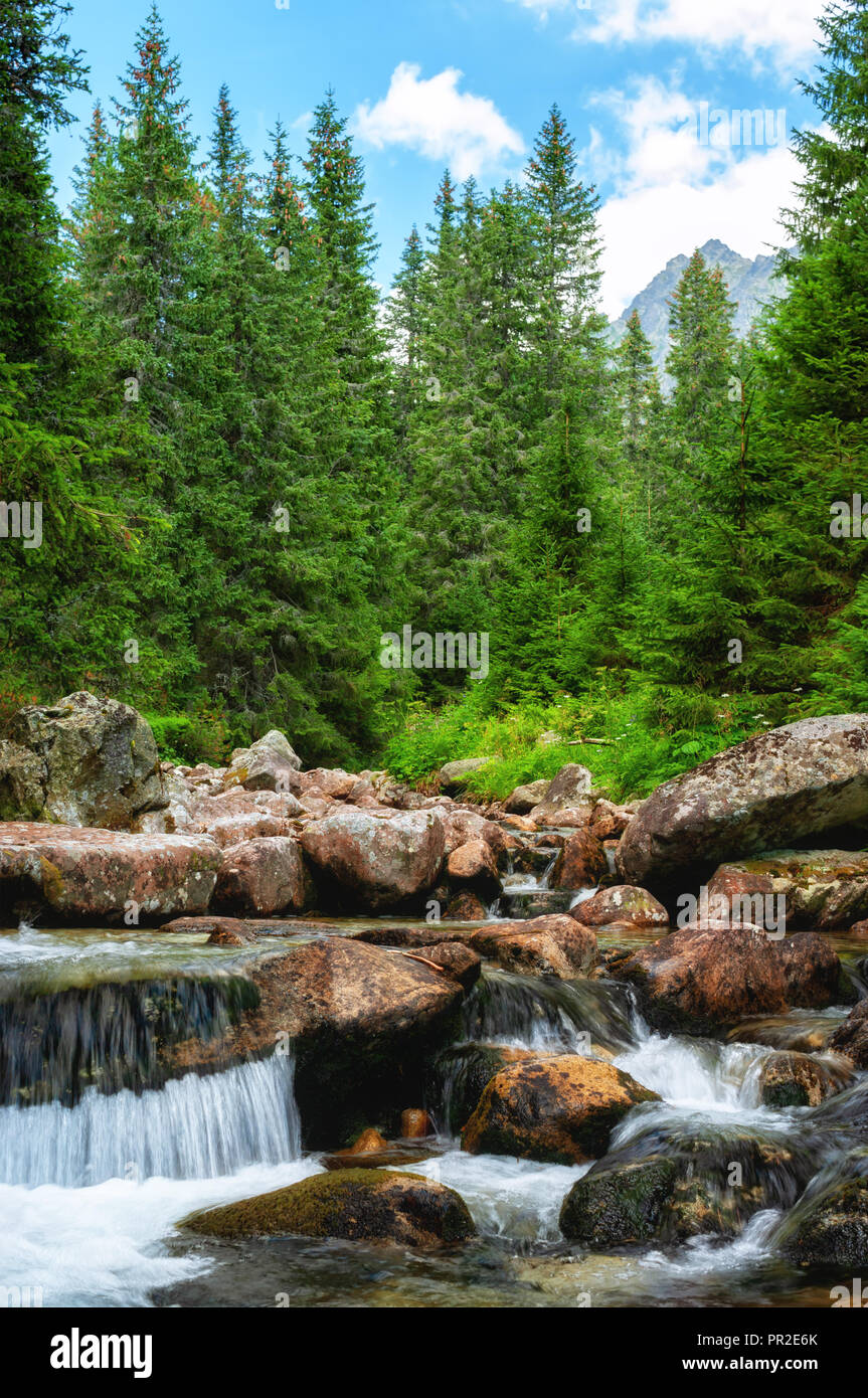 Mountain Stream Hohe Tatra Stockfoto