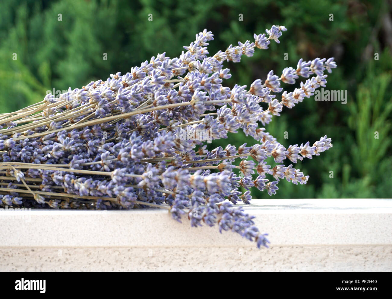 Bouquet, trockener Lavendel Lavandula officinalis auf der weißen Wand und auf einem grünen Hintergrund Stockfoto