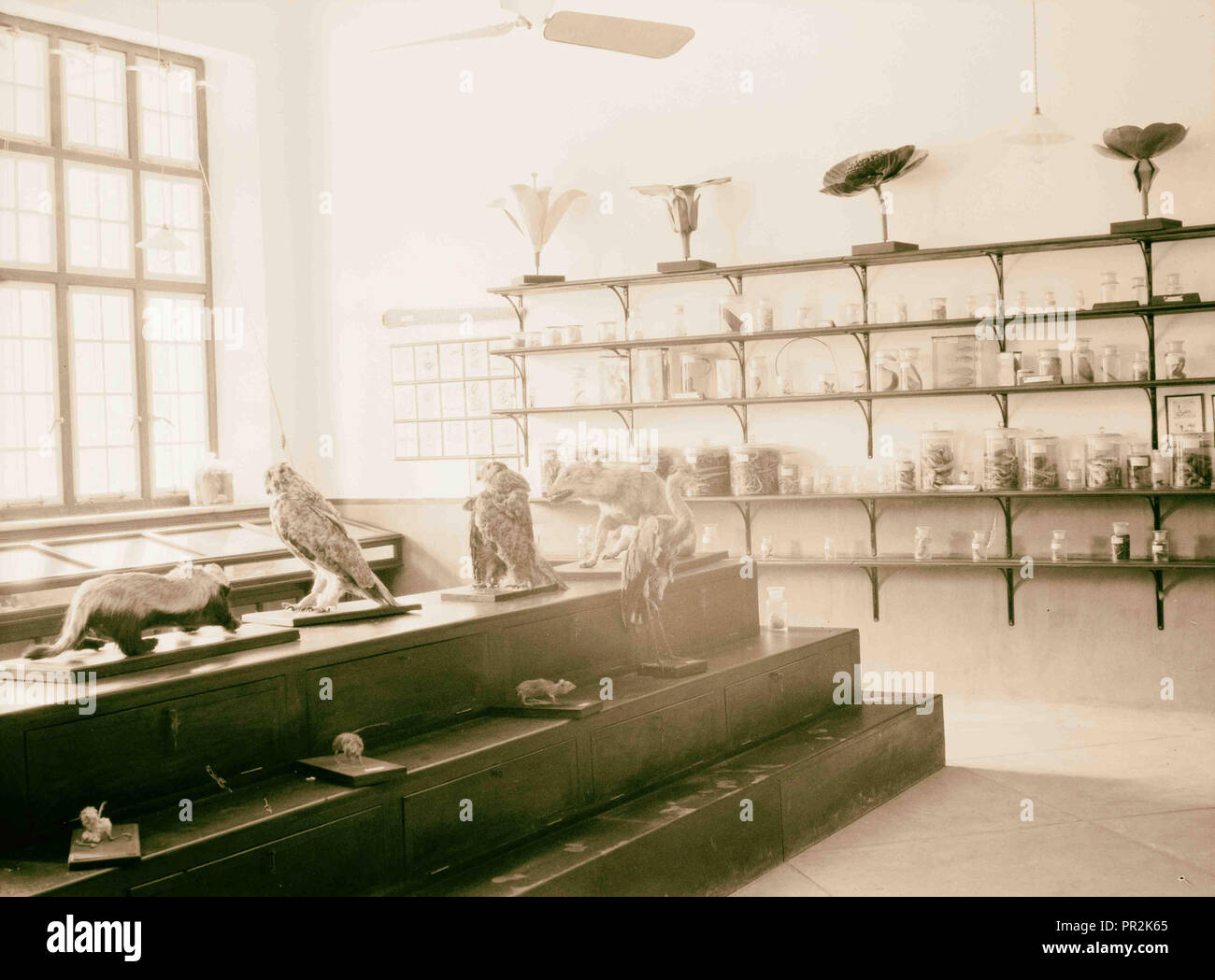 Irak. (Mesopotamien). Royal College für Medizin des Irak. Bagdad. An der Medizinischen Hochschule. Das Museum der Biologie. 1932, Irak, Bagdad Stockfoto