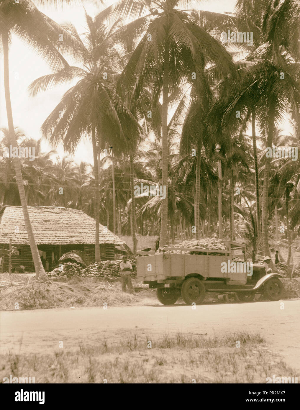 Cocoanut, Kokosnuß-Farm. 1936, Sansibar, Tansania Stockfoto