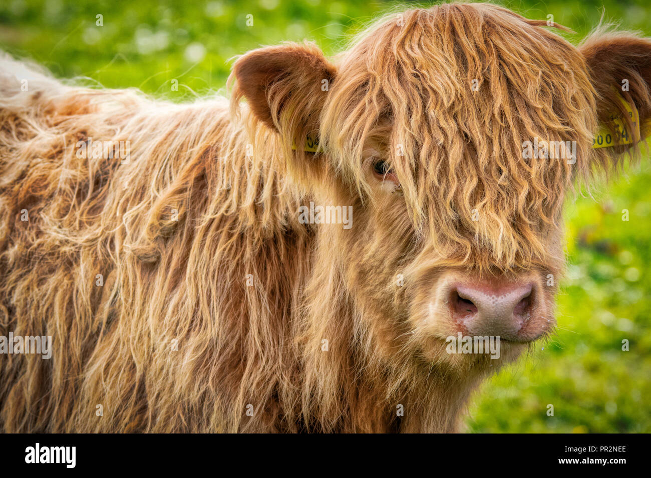 Porträt einer Blondine Highland Kuh (heilan coo) mit seinem langen Fell und einen grünen und gelben, grünen Hintergrund Stockfoto