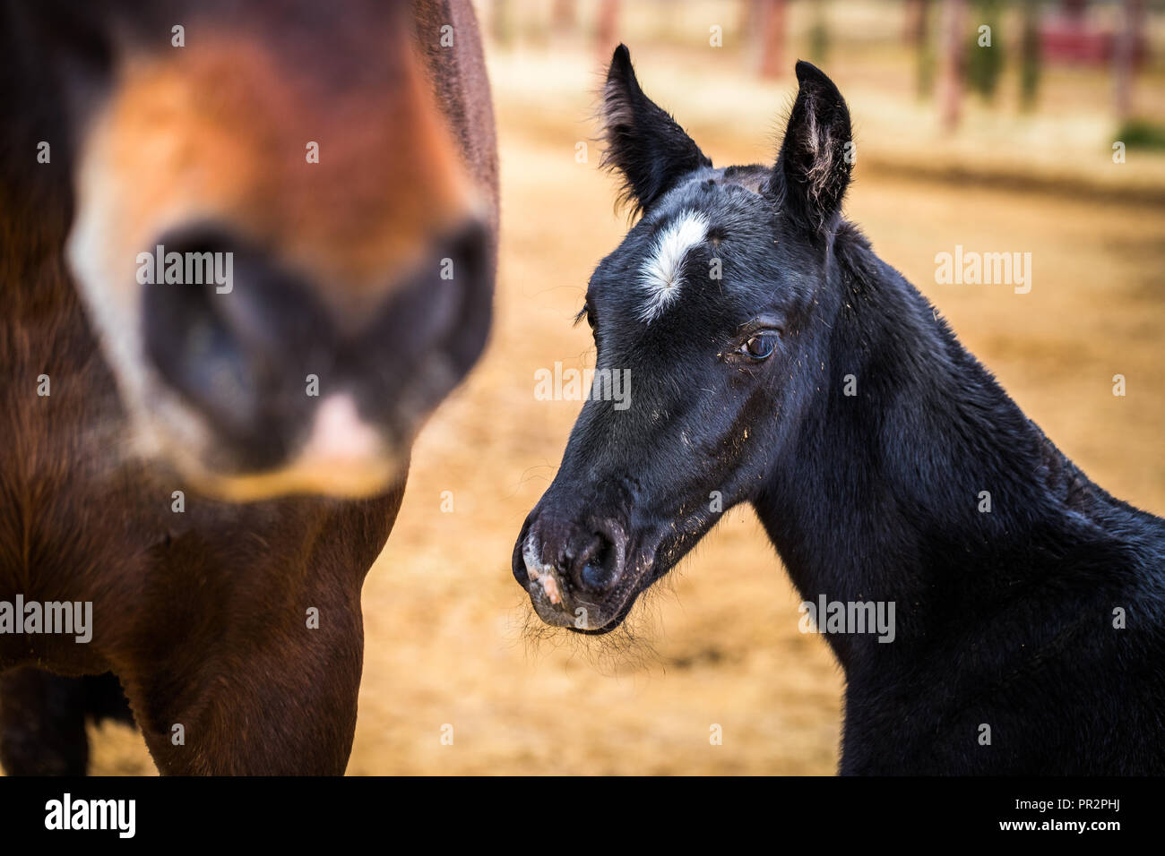 Nahaufnahme von einem schwarzen Fohlen weiße Markierung auf dem Kopf neben Mutter auf einer Ranch in Spanien Stockfoto
