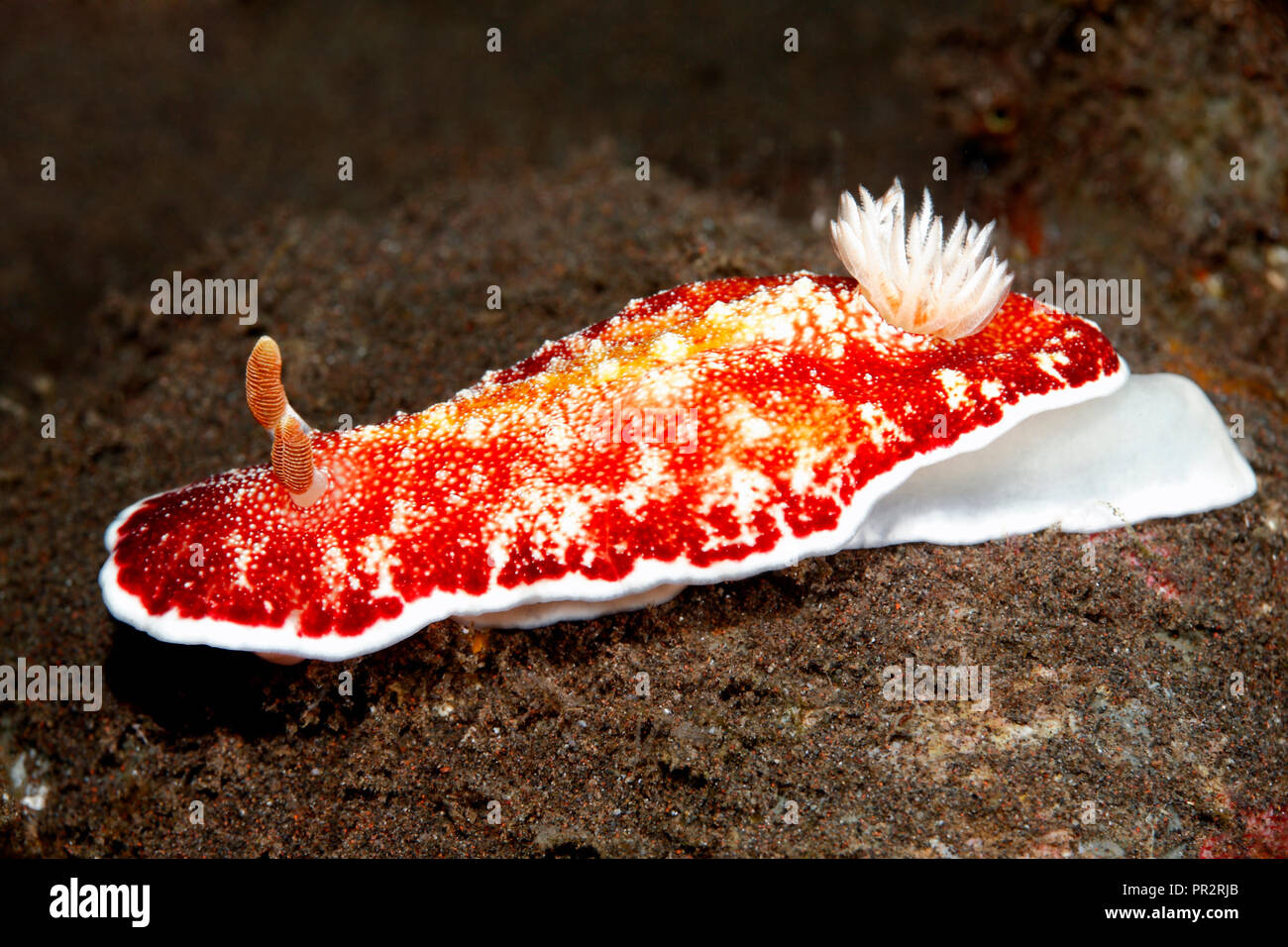 Nacktschnecken, Doris reticulatus, zuvor als Chromodoris reticulata. Tulamben, Bali, Indonesien. Bali Sea, Indischer Ozean Stockfoto